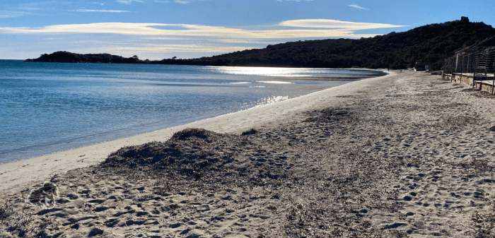 spiaggia palombaggia